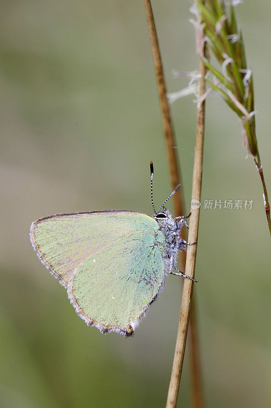 绿纹蝶(Callophrys rubi)